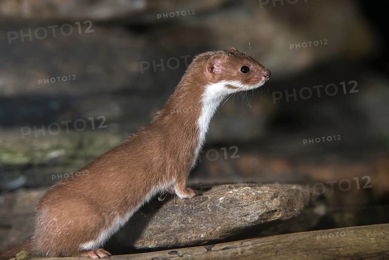 Carnivora, least weasel, mouse weasel, mustela nivalis, predators, dry-stone wall, mammals, raptors, mammals, dry stone wall