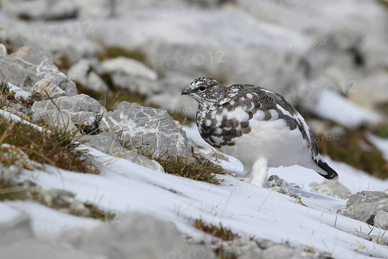 Rock Ptarmigan (Lagopus muta) male, Bavaria, Germany