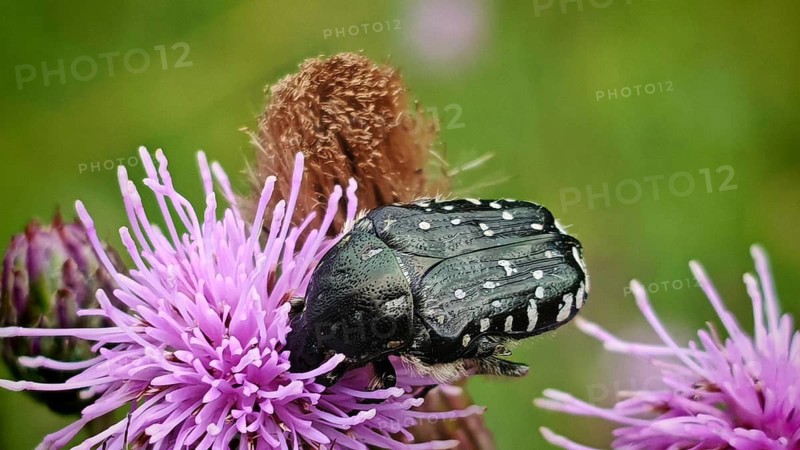 A close-up of a black mourning rose beetle (Oxythyrea funesta) with white spots perched on a purple flower, Rennsteig, Thuringian Slate Mountains nature park Park, Upper Saale