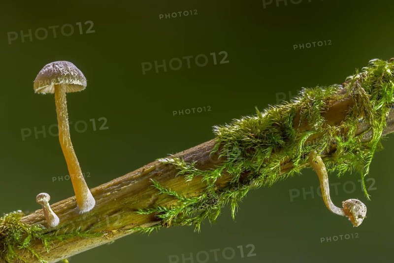 Yellow-leaf trumpet schnitzling, hawthorn twiglet mushroom, trumpet schnitzling, tubaria autochthona, tubaria dispersa, fungi, mushrooms, y12