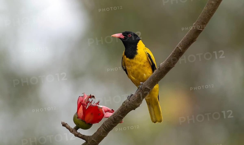 Black-hooded Oriole (Oriolus xanthornus) perched near a red flower, sreepur, Gazipur, bangladesh