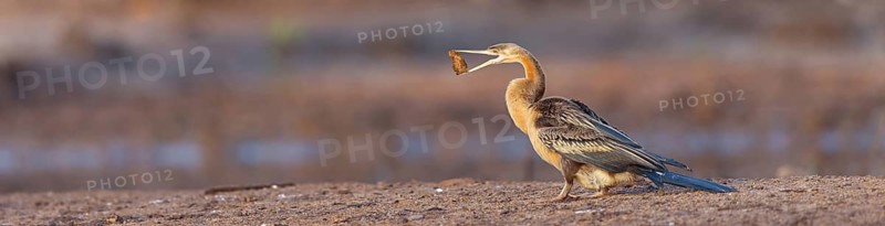 African darter (Anhinga rufa), Marakissa River Camp / Canoe tri, Marakissa, South Bank, Gambia