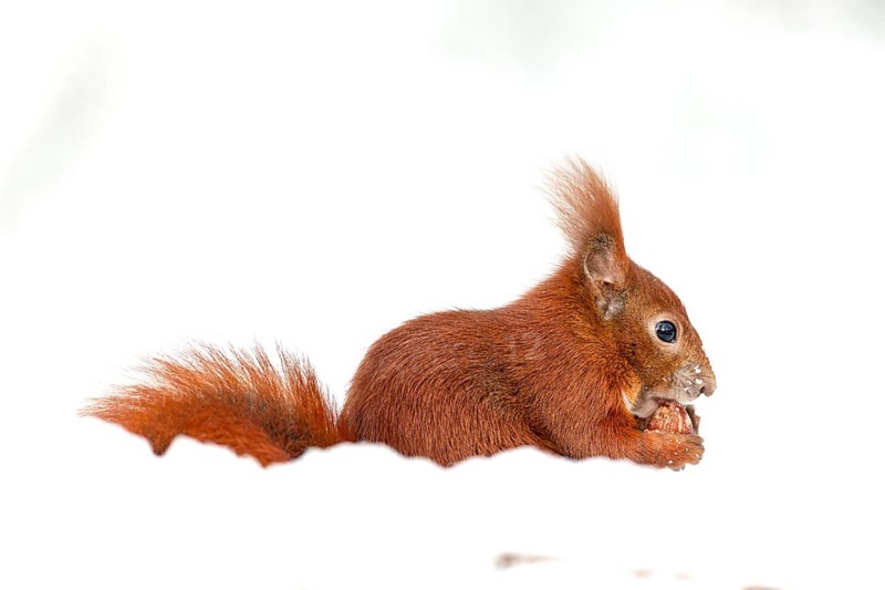 Squirrels (Sciurus vulgaris) do not really hibernate and are active in mild temperatures or good weather, winter, snow, cold, sweet, cute, winter food, December, Germany