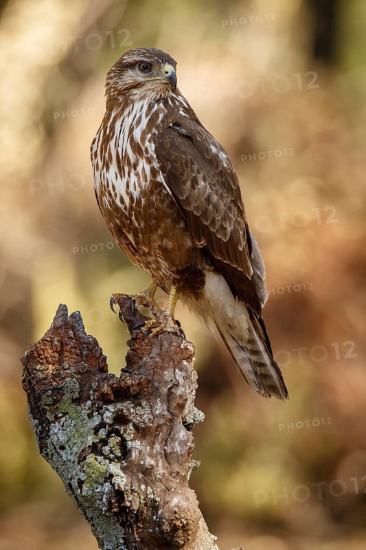 Common Buzzard (Buteo buteo), perched on a branch, Castile and Leon, Spain