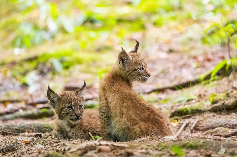 Eurasian lynx (Lynx lynx) youngsters (cubs) in a forest, Bavaria, Germany