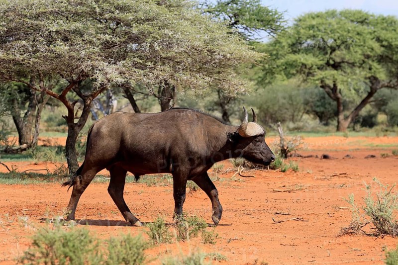 Cape buffalo (Syncerus caffer), adult, foraging, running, Mokala National Park, Northern Cape, South Africa