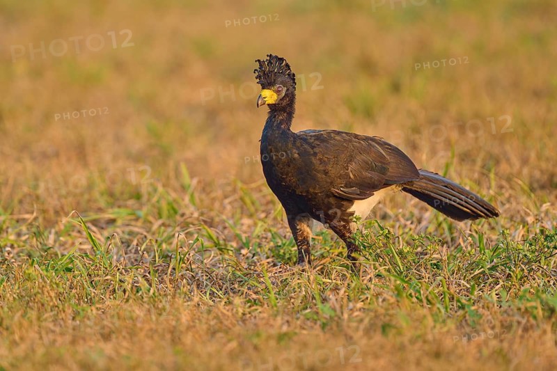 A bird with a distinctive feather crest stands in an open meadow, naked-faced curassow (Crax fasciolata), Pantanal, Mato Grosso, Brazil