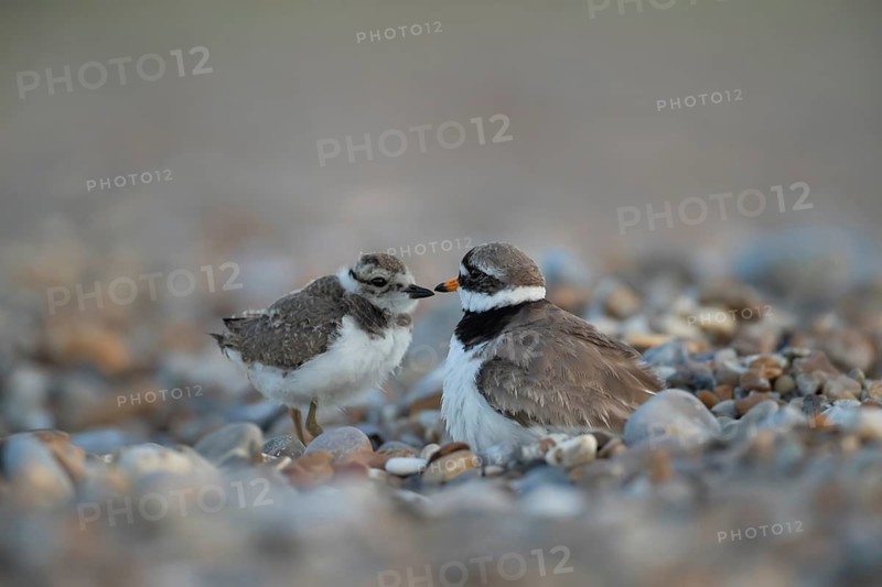 Ringed plover (Charadrius hiaticula) adult parent wader and juvenile baby bird on a shingle beach in summer, England, United Kingdom