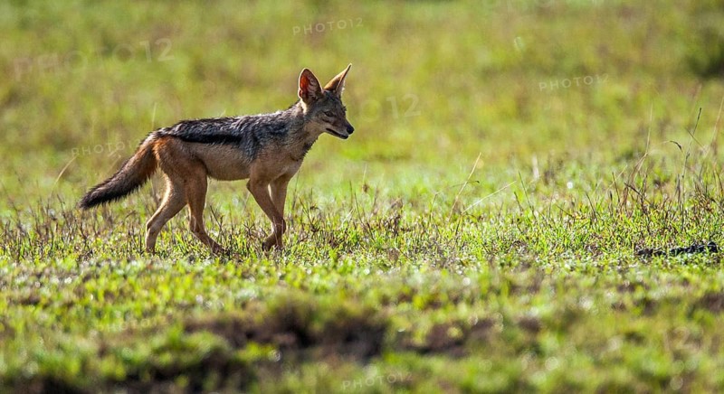 Striped jackal (Canis adustus), South Africa