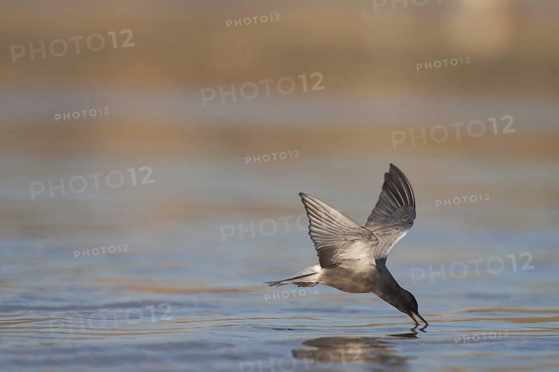 Black Tern (Chlidonias niger) flying, California, USA