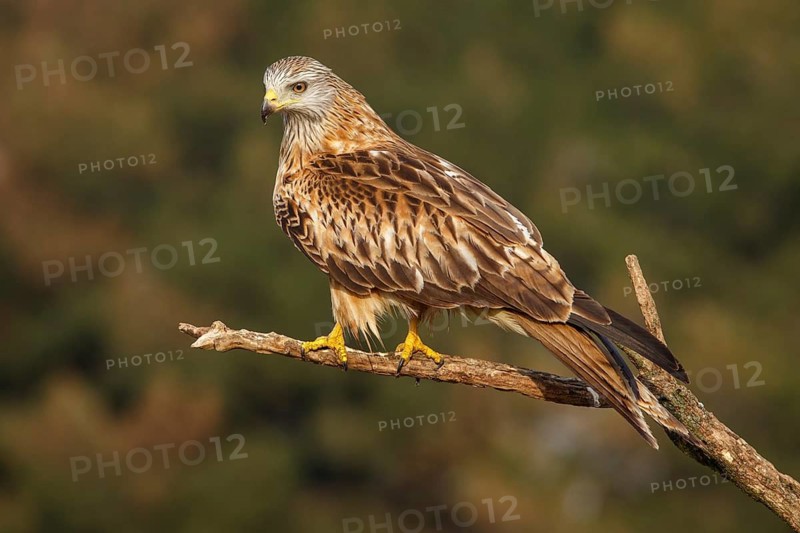 Red Kite (Milvus milvus), perched on a branch, Catile and Leon, Spain