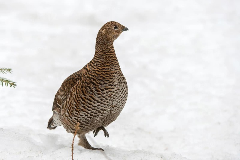 Black grouse, black grouse, blackcock, Eurasian black grouse, pheasant species, Lyrurus tetrix, northern black grouse, tetrao tetrix, birds, black deer, chickens, Galliformes, chicken, chicken birds, phasianidae, grouse grouse, tetraonidae, birds, female