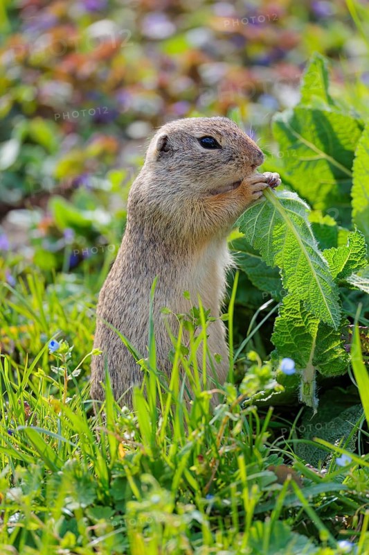 An adult ground squirrel (Spermophilus citellus) eats leaves and flowers on a sunny day in a green meadow with tall vegetation. Austria