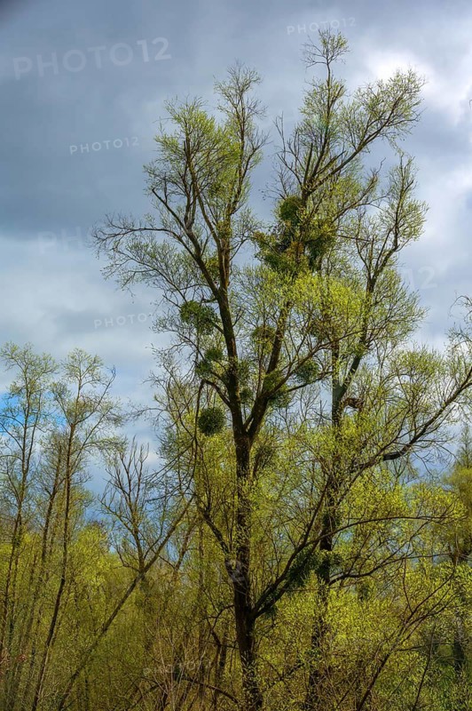 Mistletoe (Viscum) on a poplar tree (Populus), Austria