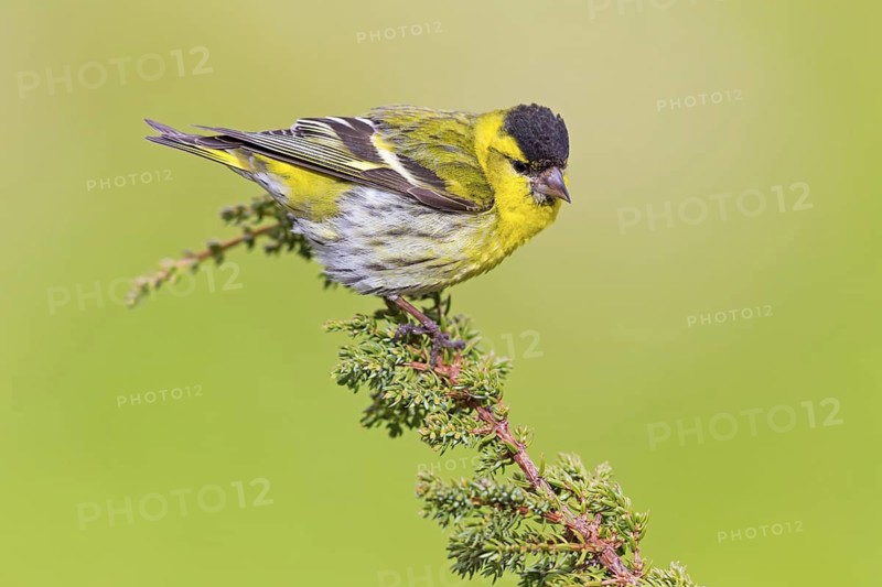 Siskin, (Carduelis spinu), animals, birds, siskin, subfamily of goldfinches, Varanger Bird Park, Finnmark, Norway