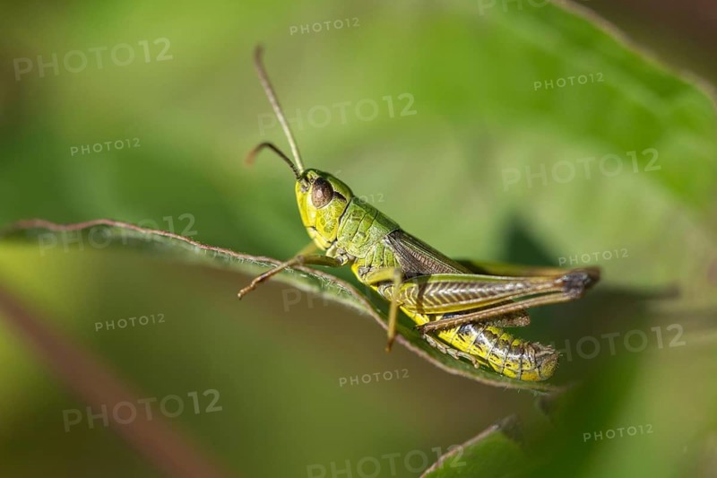 Acrididae, Caelifera, Chorthippus parallelus, field locusts, common grasshoppers, gomphocerinae, grasshoppers, short-feeler scare, pseudochorthippus parallelus, grasshoppers, grasshoppers, insects, male, meadow grasshopper, male