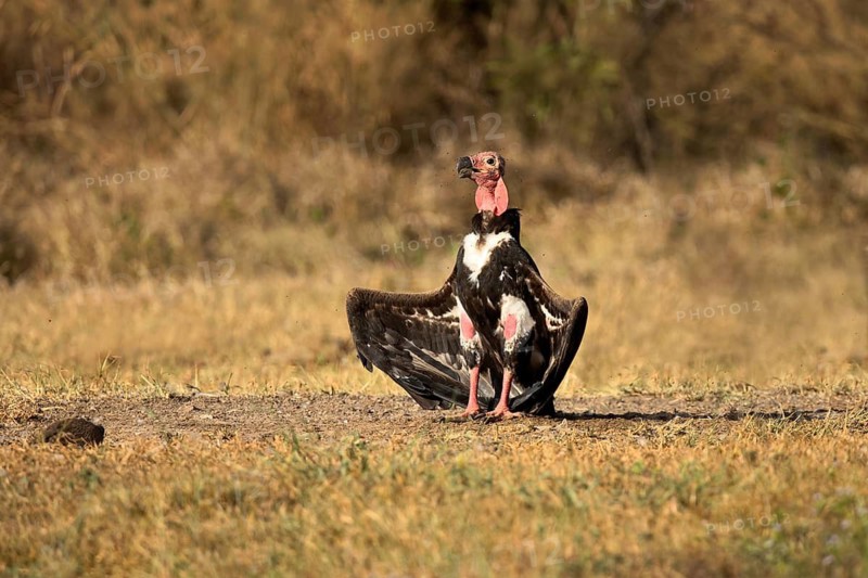 Red-headed Vulture (Sarcogyps calvus), Preah Vihear, Cambodia