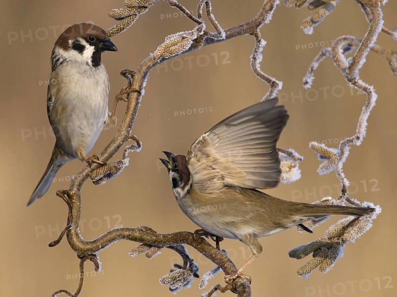 Eurasian Tree Sparrow (Passer montanus), Utrecht, Netherlands