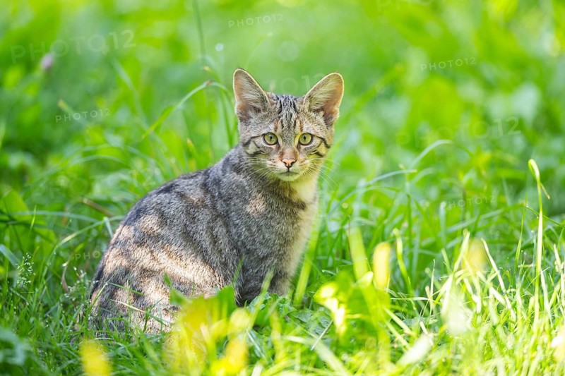 European wildcat (Felis silvestris silvestris) on a meadow, Hesse, Germany