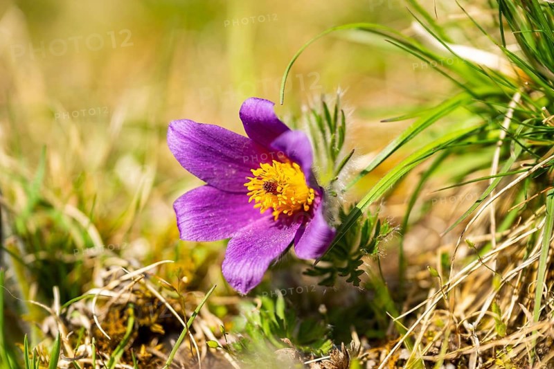 Pasque flower (Pulsatilla vulgaris), blooming, sunset, Bavaria, Germany