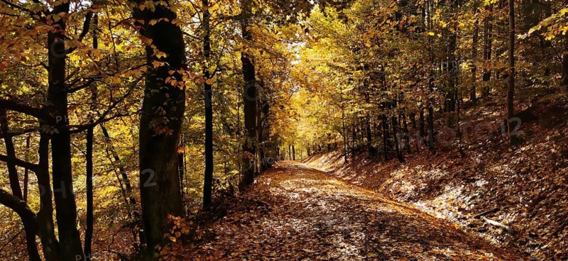 A trail covered by orange leaves leads through an autumnal forest full of warm tones, hiking in autumn, Geroldsgrüner Forst, Frankenwald nature park Park, Upper Franconia