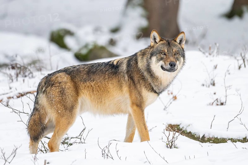 European gray wolf (Canis lupus lupus) standing in a forest in winter, snow, Bavaria, Germany