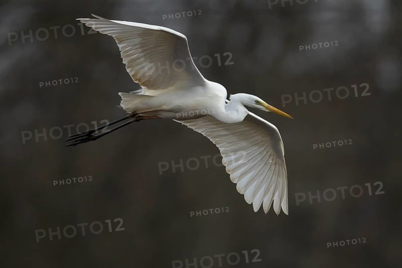 Great white egret (Ardea alba) adult bird flying, Suffolk, England, United Kingdom