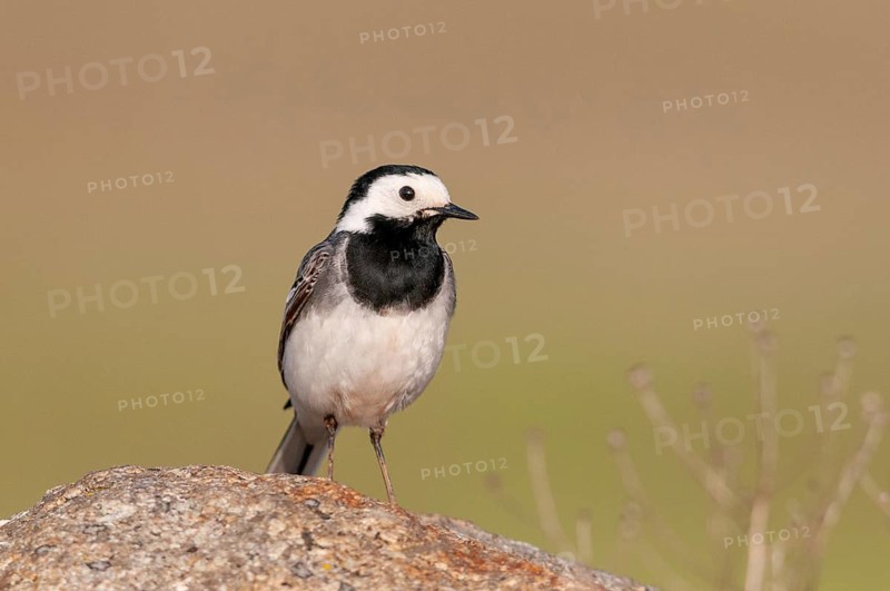 Wagtail, Brandenburg, Germany, Motacilla Alba, Nabu, national natural heritage, natural paradise Grünhaus, white wagtail, post-mining landscape, birds, green house, passeri, songbirds, birds