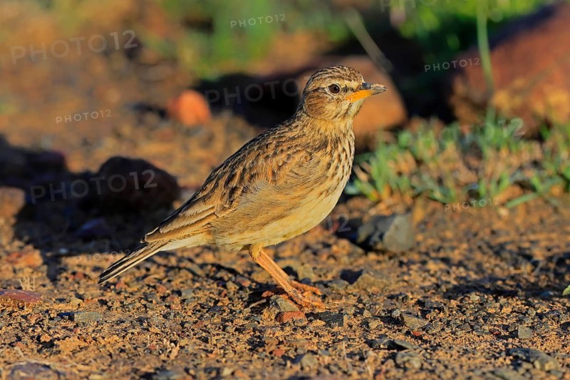 Bush Pipit (Anthus caffer), adult, on ground, alert, foraging, Pilanesberg National Park, North West Province, South Africa, Africa, Germany