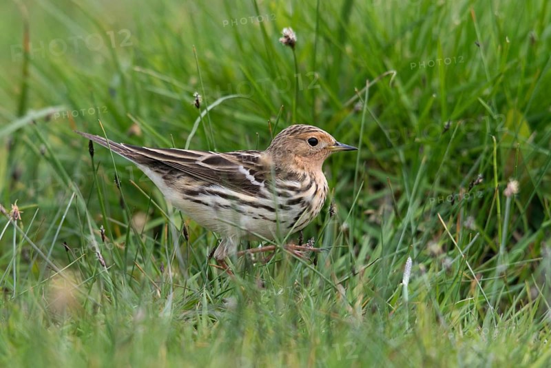 Anthus cervinus, red-throated pipit, robins, birds, passeri, songbirds, birds