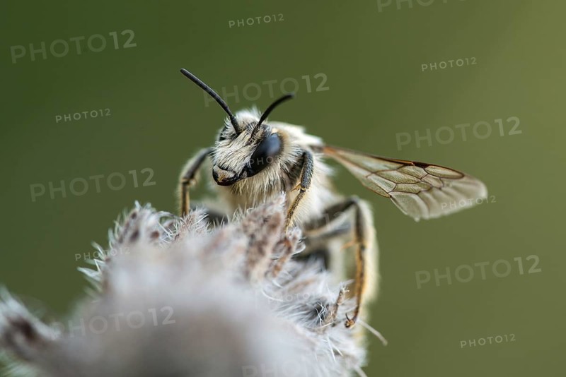 Apidae, Mount Rana, bees, Bohemian Central Mountains, Czech Republic, hymenoptera, tetralonia spec., Czech Republic, insects, insects