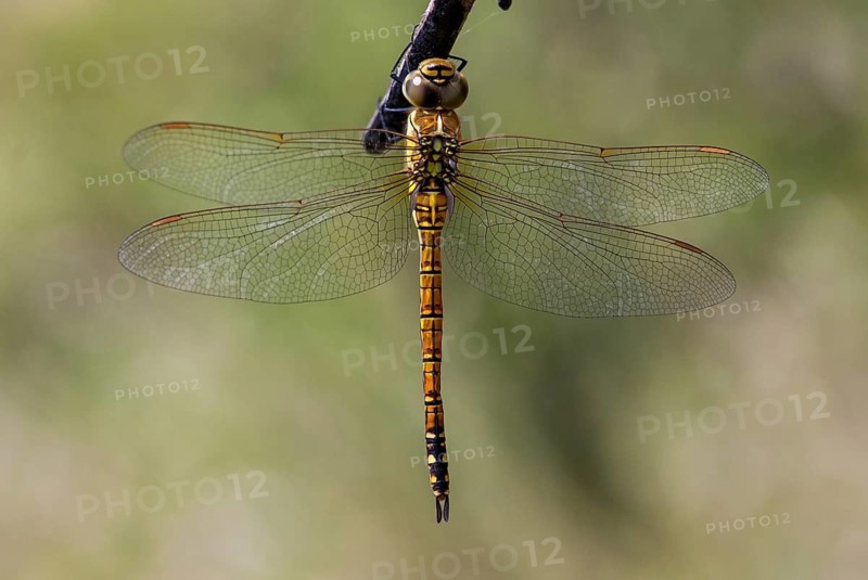 Aeshna Affinis, Blue-eyed Hawker, Southern Migrant Hawker, Southern Mosaic Maiden, Anisoptera, Damselflies, Dragonflies, Female, Greece, Insects, Leo, Dragonflies, Odonata, Female