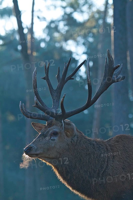 Red deer (Cervus elaphus), forest, backlight, red deer