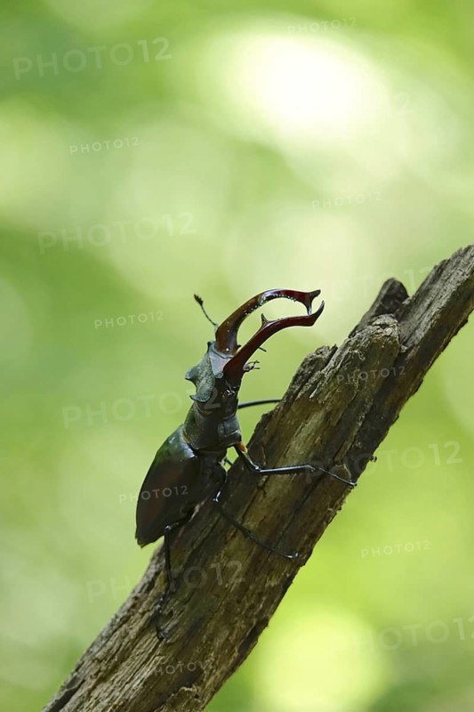 Fascinating stag beetle (Lucanus cervus), insect of the year 2012, June, Saxony, Germany