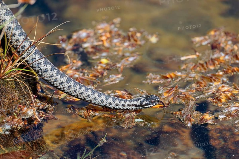 A common European adder (Vipera berus) creeps across a root stock and starts to swim in the water of a small pond. Tongue out. Bavaria, Germany
