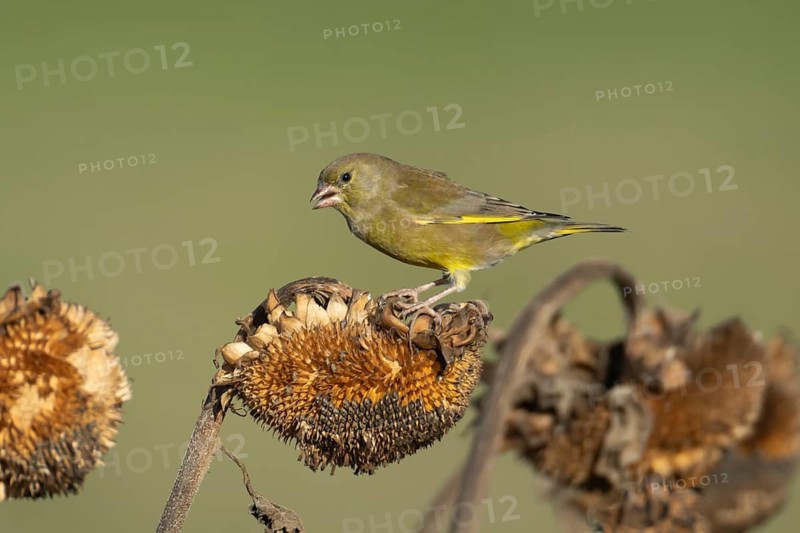 European greenfinch (Chloris chloris) adult male garden bird on a sunflower seedhead in winter, England, United Kingdom