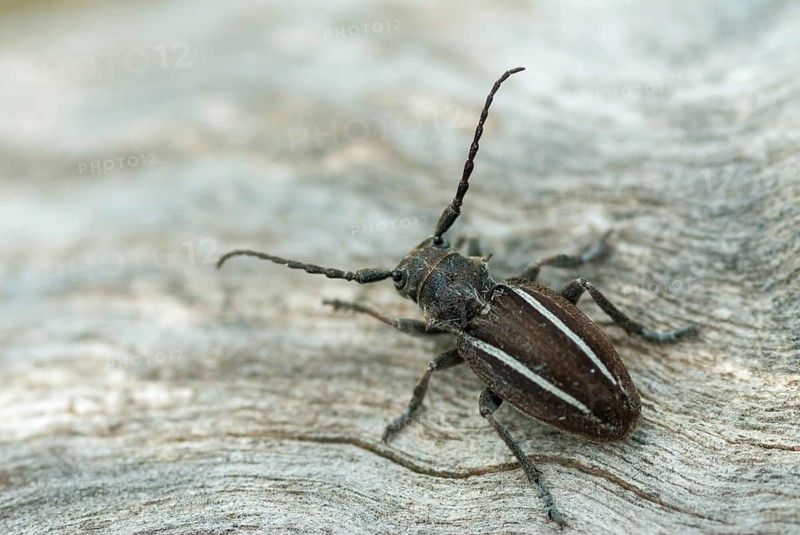 Neodorcadion bilineatum, bilineatum, longhorn beetle, Greece, insects, insects, beetles
