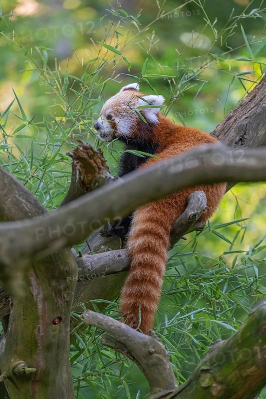 One red panda, Ailurus fulgens, sitting on a branch of a dead tree. Fresh green vegetation in the background
