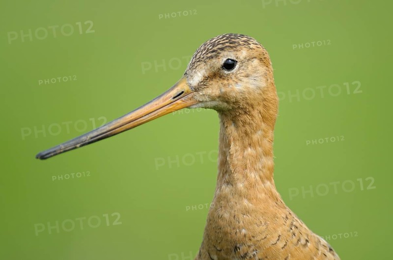 Uferschnepfe (Limosa limosa), Black-tailed Godwit, Altvogel auf Sitzwarte, Portrait, Mai, Nijkerk, Niederlande