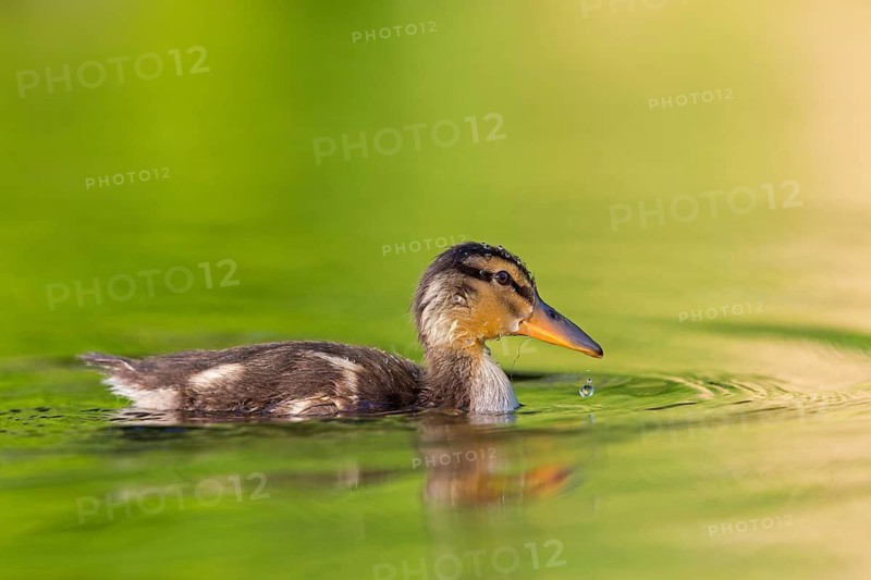 Mallard, chick, juvenile, baby duck, swims in the water, sideways, (Anas platyrhynchos), female, Canard colvert, Azulón, Rosensteinpark, Stuttgart, Baden-Württemberg, Federal Republic of Germany