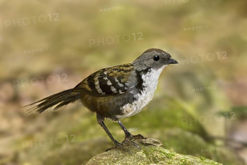 Australian Logrunner (Orthonyx temminckii) male, Queensland, Australia