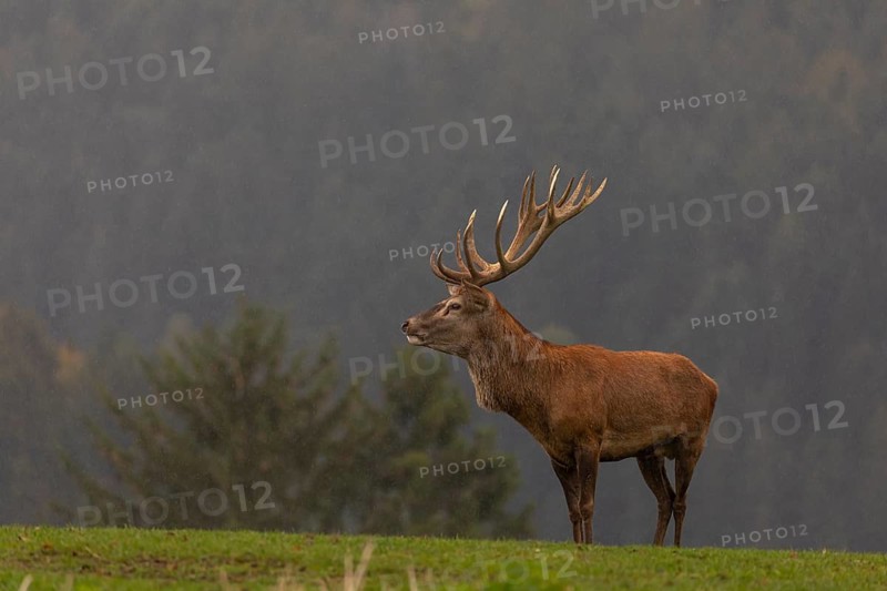 One Red Deer stag (Cervus elaphus) in rutting season, standing calling on a green meadow. A forest in fall foliage and early morning mist in the background