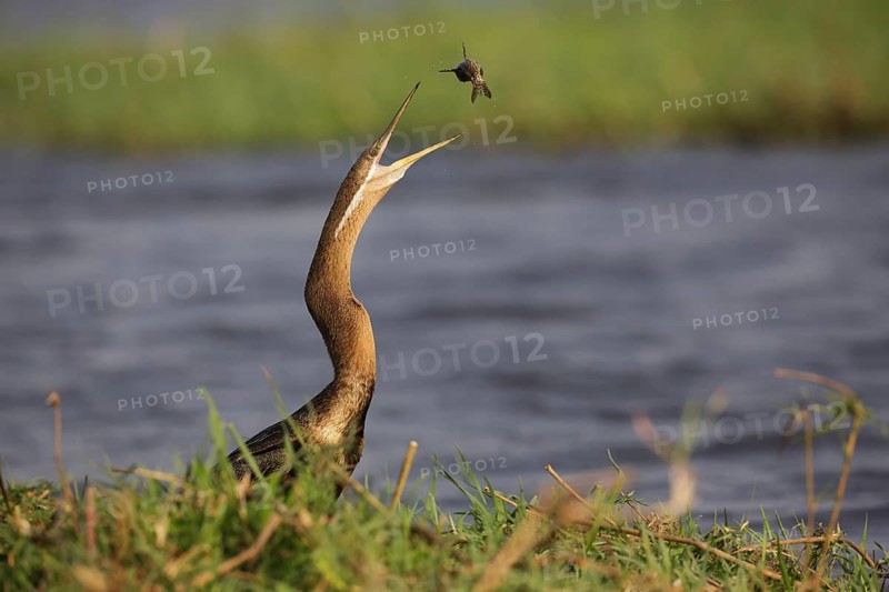 African Darter (Anhinga rufa) with captured fish prey, Chobe, Botswana