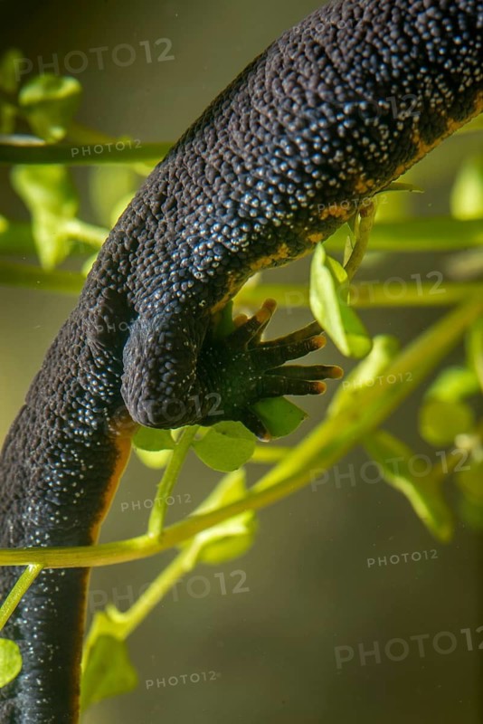 Great crested newt, crested newt, northern crested newt, triturus cristatus, amphibians, amphibians, egg deposition, egg laying, female, high size, portrait format, amphibians, newts, northern crested newt, warty newt, female