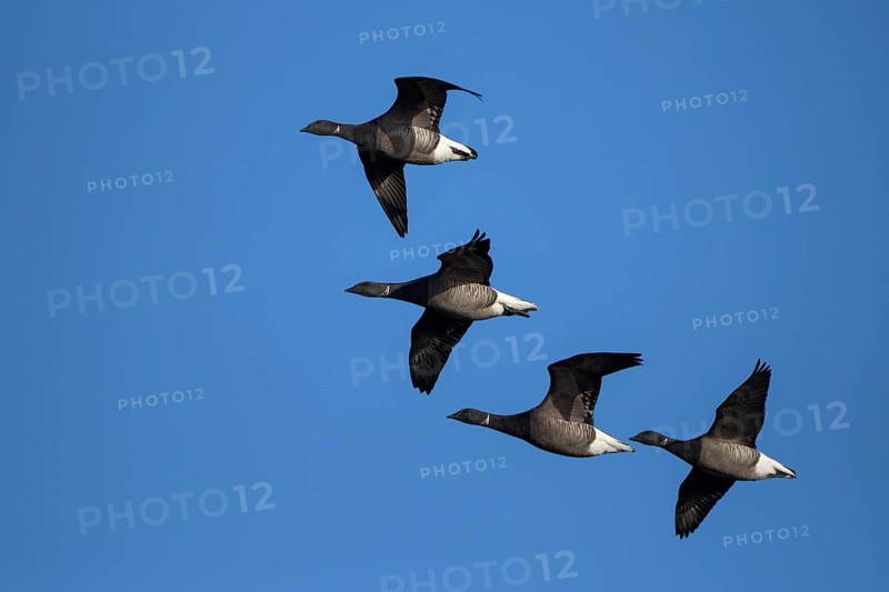Ringelgans (Branta bernicla bernicla), Brent Goose, Altvoegel im Flug, April, Insel Texel, Nordsee, Nordholland, Niederlande