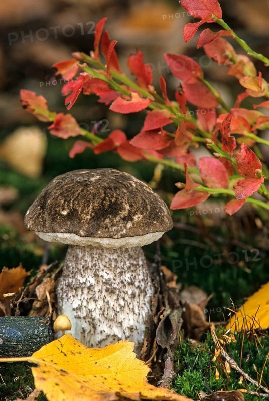 Blue-discoloring birch mushroom, spotted rougwort, leccinum variicolor, mottled bolete, variously colored raustalk bolete, much-colored birch mushroom, fungi, fungus, high size, portrait format, mushrooms