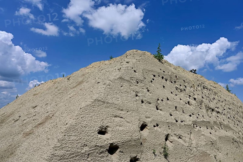 Artificially constructed breeding wall for sand martins (Riparia riparia), Reussegg nature reserve, Canton Aargau, Switzerland