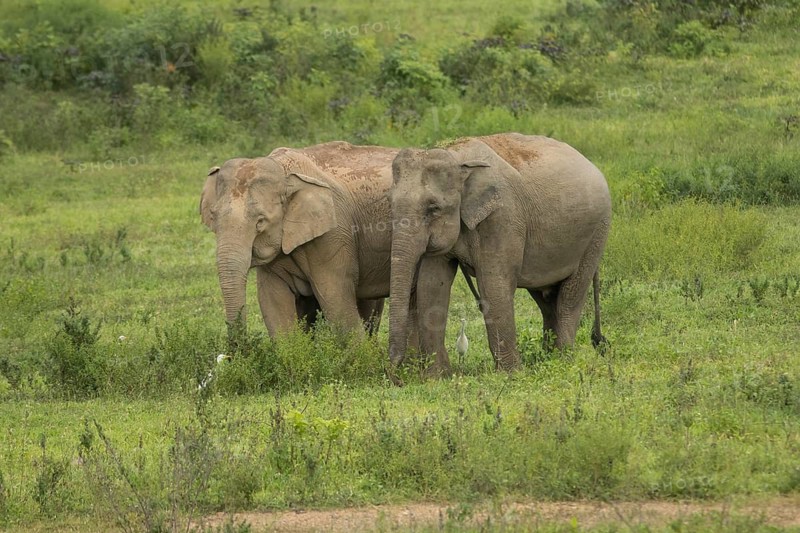 Indian elephants (Elephas maximus indicus), Khiri Khan, Hua Hin, Kui Buri National Park, Thailand