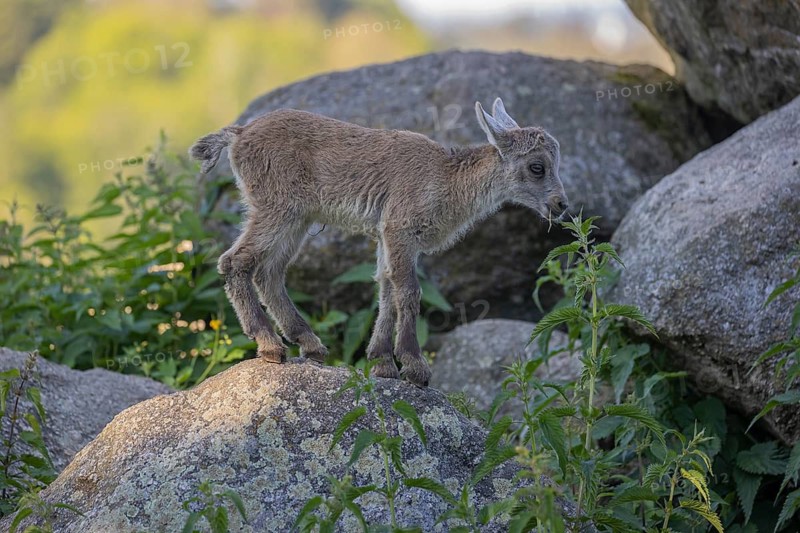 One baby ibex (Capra ibex) standing on a rock. Some green vegetation around and a forest in the background