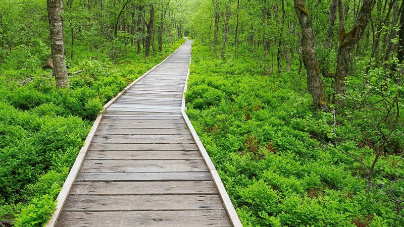 Carpathian birch forest (Betula pubescens), and boardwalk, Rotes Moor, Rhön Biosphere Reserve, Hesse, Germany